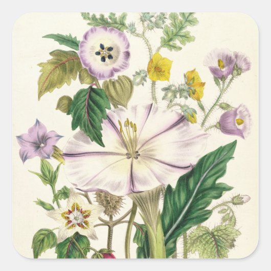 Devil's Trumpet, bord 46 van 'The Damas' Vierkante Sticker (Voorkant)