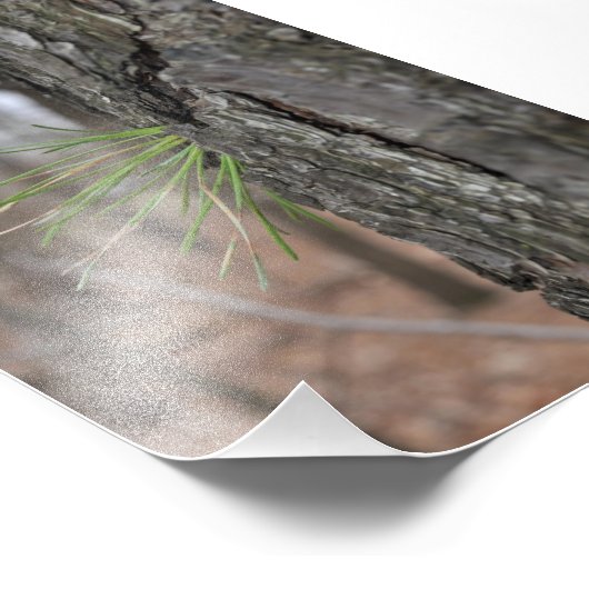 Devin Michael Figueroa 00010 Foto Afdruk (Hoek)