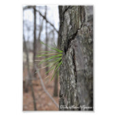 Devin Michael Figueroa 00010 Foto Afdruk (Voorkant)