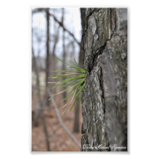 Devin Michael Figueroa 00010 Foto Afdruk