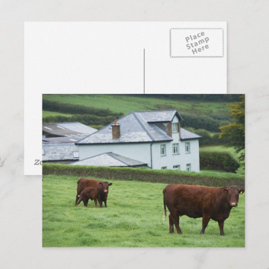 Devon, Engeland Briefkaart (Voorkant / Achterkant)