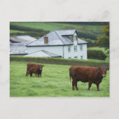 Devon, Engeland Briefkaart (Voorkant)