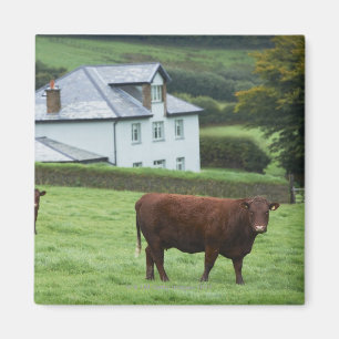 Devon, Engeland Magneet