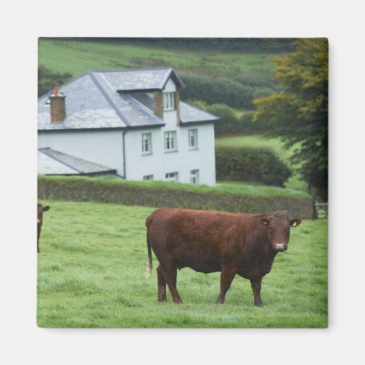 Devon, Engeland Magneet (Voorkant)