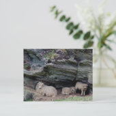 Devon Long Wool Sheep Family Sheltering Briefkaart (Staand voorkant)