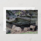 Devon Long Wool Sheep Family Sheltering Briefkaart (Voorkant / Achterkant)