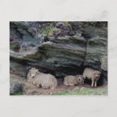 Devon Long Wool Sheep Family Sheltering Briefkaart (Voorkant)