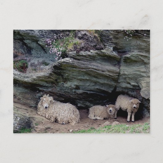 Devon Long Wool Sheep Family Sheltering Briefkaart (Voorkant)