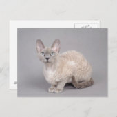 Devon rex briefkaart (Voorkant / Achterkant)