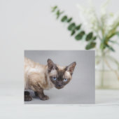 Devon rex briefkaart (Staand voorkant)
