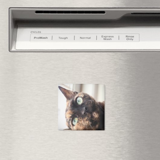 Devon Rex Cat Magnet (Insitu (Vaatwasser))