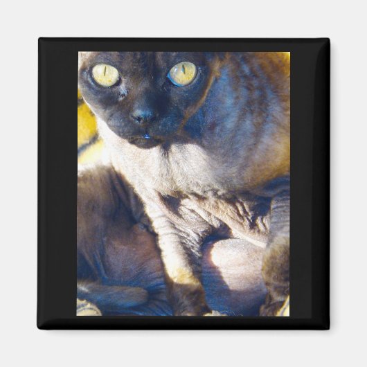Devon Rex koelkastmagneet Magneet (Voorkant)