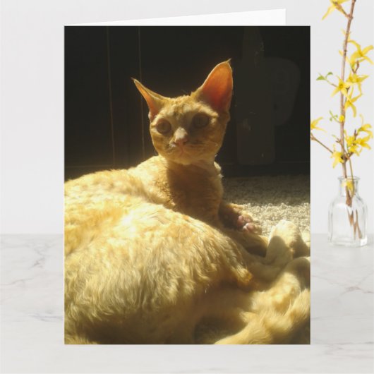 devon rex oranje kaart (Gele Bloem)