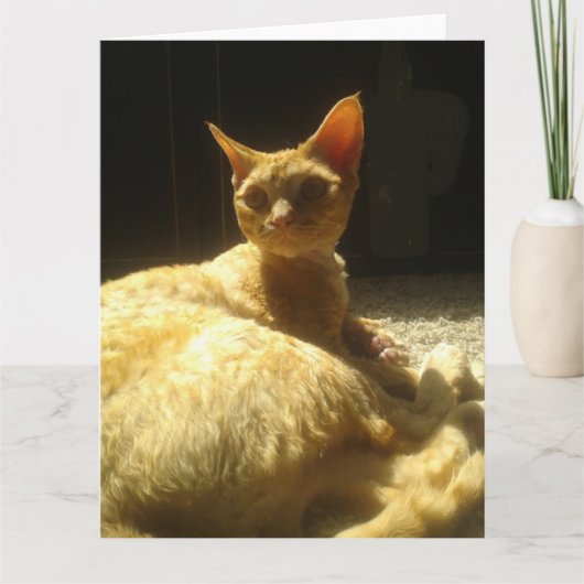 devon rex oranje kaart (Voorkant)