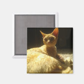 devon rex oranje magneet (Voorkant / Achterkant)