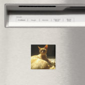 devon rex oranje magneet (Insitu (Vaatwasser))