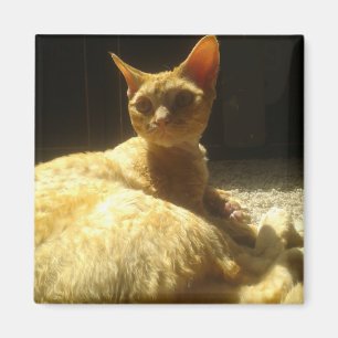 devon rex oranje magneet