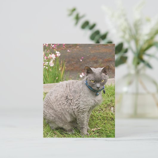 Devon Rex pet cat in tuin Briefkaart (Staand voorkant)