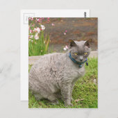 Devon Rex pet cat in tuin Briefkaart (Voorkant / Achterkant)