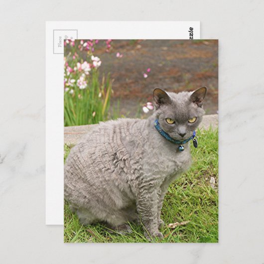 Devon Rex pet cat in tuin Briefkaart (Voorkant / Achterkant)