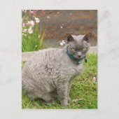 Devon Rex pet cat in tuin Briefkaart (Voorkant)
