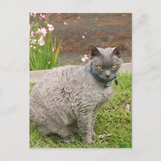 Devon Rex pet cat in tuin Briefkaart (Voorkant)