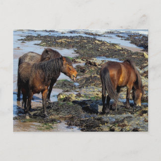 Devon Three Dartmoor Ponies Enjoing Beach Briefkaart