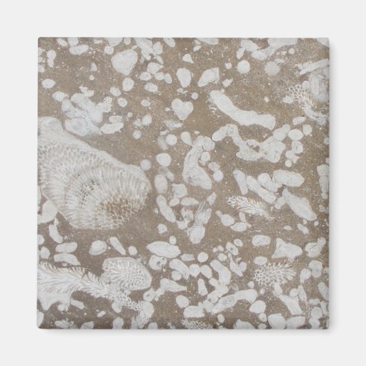 Devonian Fossil Brown & White Magnet (Voorkant)