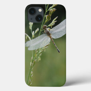 Dew cover Darner Dragonfly