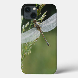 Dew cover Darner Dragonfly