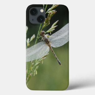 Dew cover Darner Dragonfly