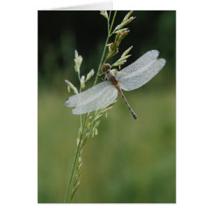 Dew cover Darner Dragonfly