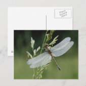 Dew cover Darner Dragonfly Briefkaart (Voorkant / Achterkant)