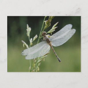 Dew cover Darner Dragonfly Briefkaart