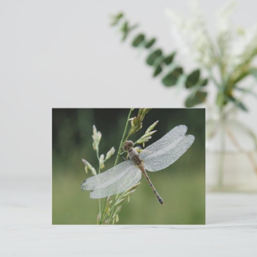 Dew cover Darner Dragonfly Briefkaart (Staand voorkant)