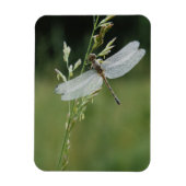 Dew cover Darner Dragonfly Magneet (Verticaal)