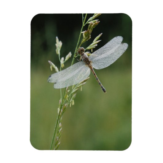 Dew cover Darner Dragonfly Magneet (Verticaal)