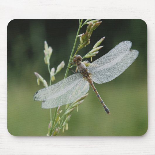 Dew cover Darner Dragonfly Muismat (Voorkant)