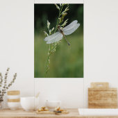 Dew cover Darner Dragonfly Poster (Keuken)