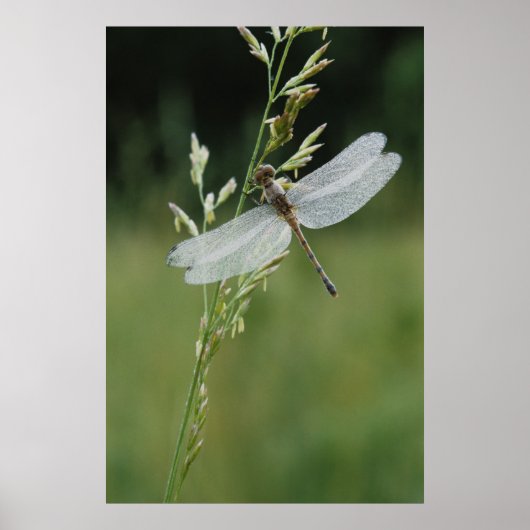 Dew cover Darner Dragonfly Poster (Voorkant)