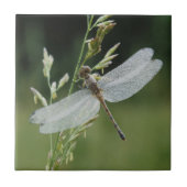 Dew cover Darner Dragonfly Tegeltje (Voorkant)