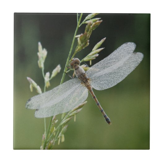 Dew cover Darner Dragonfly Tegeltje (Voorkant)
