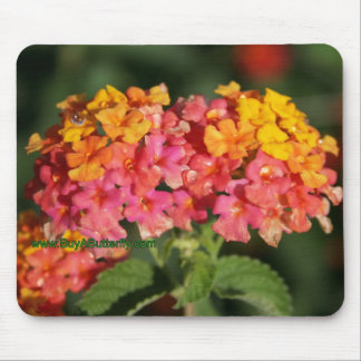 Dew Covered Lantana Flowers Muismat