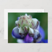 Dew Dapped Lupine Briefkaart (Voorkant / Achterkant)