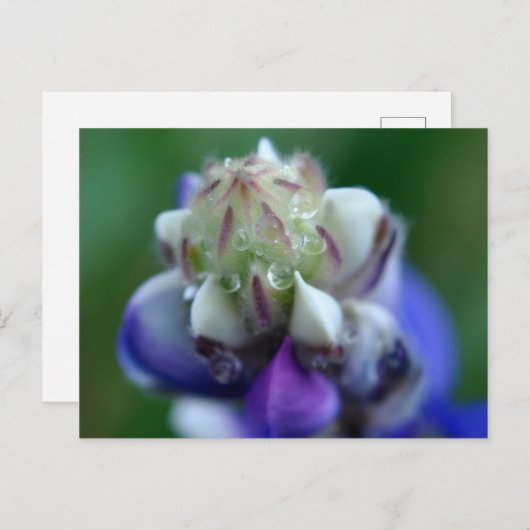 Dew Dapped Lupine Briefkaart (Voorkant / Achterkant)