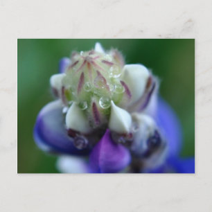 Dew Dapped Lupine Briefkaart