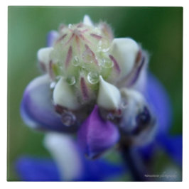 Dew Dapped Lupine Tegeltje