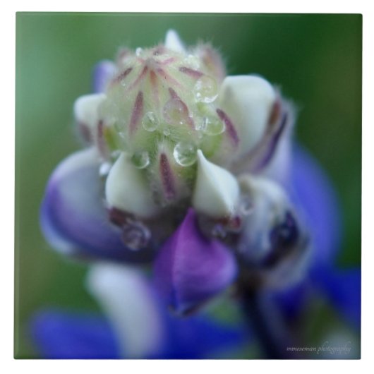 Dew Dapped Lupine Tegeltje (Voorkant)