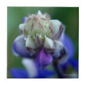 Dew Dapped Lupine Tegeltje (Voorkant)