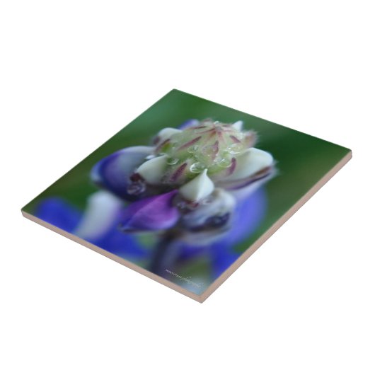 Dew Dapped Lupine Tegeltje (Zijkant)